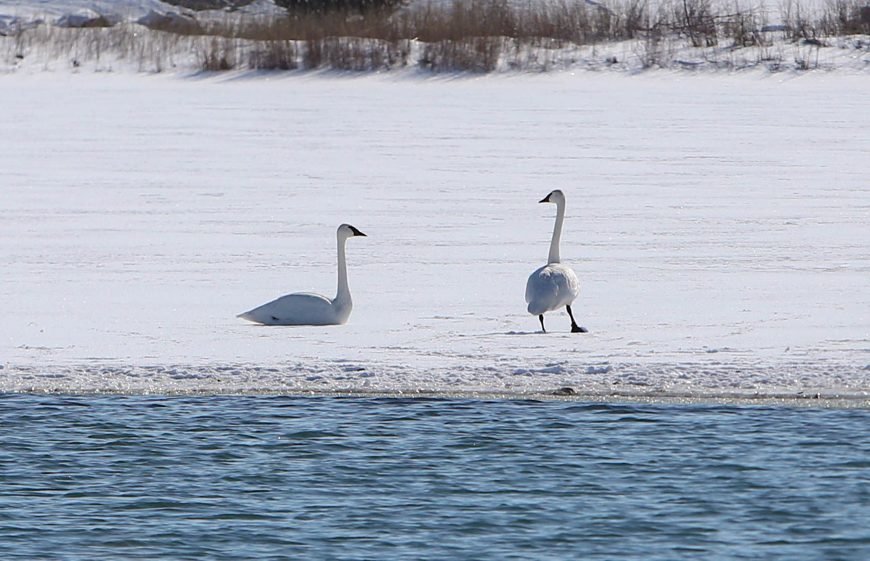 Swans at Fertile (9).jpg